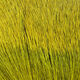 Preview image of product Dyed Deer Body Hair Yellow #383