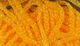 Preview image of product Dyed Pearl Diamond Braid Fl Orange #137