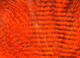 Preview image of product Fine Black Barred Marabou Feathers #187 Hot Orange