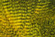 Preview image of product Fine Black Barred Marabou Feathers #367 Sunburst Yellow