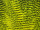 Preview image of product Fine Black Barred Marabou Feathers #383 Yellow