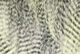 Preview image of product Fine Black Barred Marabou Feathers #72 Cream