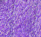 Preview image of product Dyed Pearl Accent #7966 Purple