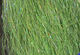 Preview image of product Frenzy Fiber OLIVE FRF34