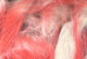 Preview image of product Rabbit Flesh Strips Two Tone #123 Fleshy Pink