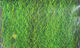 Preview image of product Strung Fuzzy Fiber Green Olive #9035