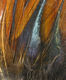 Preview image of product Gallo De Leon Saddle Feathers #40 Brown