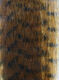 Preview image of product Grizzly Fibre #03 Brown