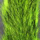 Preview image of product Gray Squirrel Tail Dyed Green #169