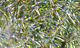 Preview image of product Holographic Cactus Chenille #344 Silver/Gold
