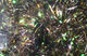 Preview image of product Holographic Cactus Chenille #40 Brown