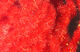 Preview image of product Ice Dub Chenille #310 Red