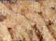 Preview image of product Ice Dub Chenille #369 Tan