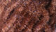 Preview image of product Ice Dub Chenille #40 Brown