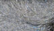 Preview image of product 8 Inch Ice Wing Fiber #191 Icy Blue