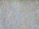 Preview image of product 8 Inch Ice Wing Fiber #285 Pearl Red Hue