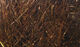Preview image of product 8 Inch Ice Wing Fiber #40 Brown