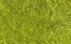 Preview image of product Lite-Brite Golden Olive #036