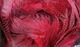 Preview image of product UV2 Mallard Flank Red #095