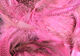 Preview image of product UV2 Mallard Flank Fl Pink #126