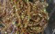 Preview image of product Midge Cactus Chenille #228 Medium Brown