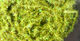 Preview image of product Midge Cactus Chenille #263 Olive