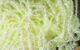 Preview image of product Midge Cactus Chenille #72 Cream