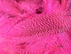 Preview image of product Mallard Flank Hot Pink #188