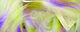 Preview image of product Micro Groovy Bunny Strips #7 Yellow Chartreuse-Purple-White