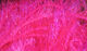 Preview image of product Medium Krystal Hackle #131 Fl. Fuchsia