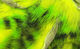 Preview image of product Micro Pulsator Strips #5 Blk Brd Chartreuse Over Fl Yellow