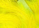Preview image of product Magnum Rabbit Strips Yellow #383