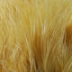 Preview image of product Marabou Blood Quills Ginger #149