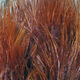 Preview image of product Marabou Blood Quills Rusty Brn #323