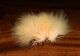 Preview image of product Marabou Blood Quills Spawn's Southern Fl Peach #360
