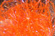 Preview image of product Micro UV Polar Chenille #UV Hot Orange