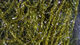 Preview image of product Micro UV Polar Chenille #265 UV Olive Brown