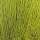 Preview image of product Large Northern Bucktail Yellow Olive #386