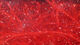 Preview image of product Polar Chenille #310 Red