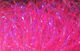 Preview image of product UV Polar Chenille #131 Fl. Fuchsia UV