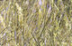 Preview image of product UV Polar Chenille #153 Gold UV