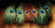 Preview image of product Peacock Eyed Sticks #11 Black