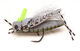 Preview image of product Fly Fish Food's Project Hopper Complete Cutter Set Size 6