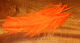 Preview image of product UV2 Raptor Hackle #187 FL Hot Orange