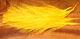 Preview image of product UV2 Raptor Hackle #367 FL Sunburst Yellow