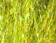 Preview image of product Ripple Ice Fiber #159 Golden Olive