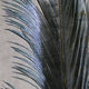 Preview image of product Ringneck Pheas. Tail Feathers Black #11