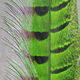 Preview image of product Ringneck Pheas. Tail Feathers Green #169