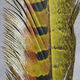 Preview image of product Ringneck Pheas. Tail Feathers Olive #263