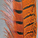 Preview image of product Ringneck Pheas. Tail Feathers Orange #271